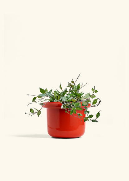 Hoya Black in a 6 inches Fat Lip Red Planter 