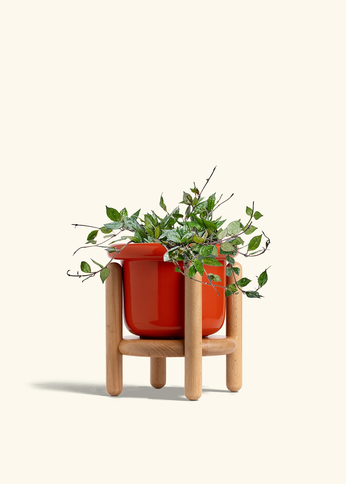 Hoya Black in a 6 inches Fat Lip Red Planter in a Beech Wood Stand
