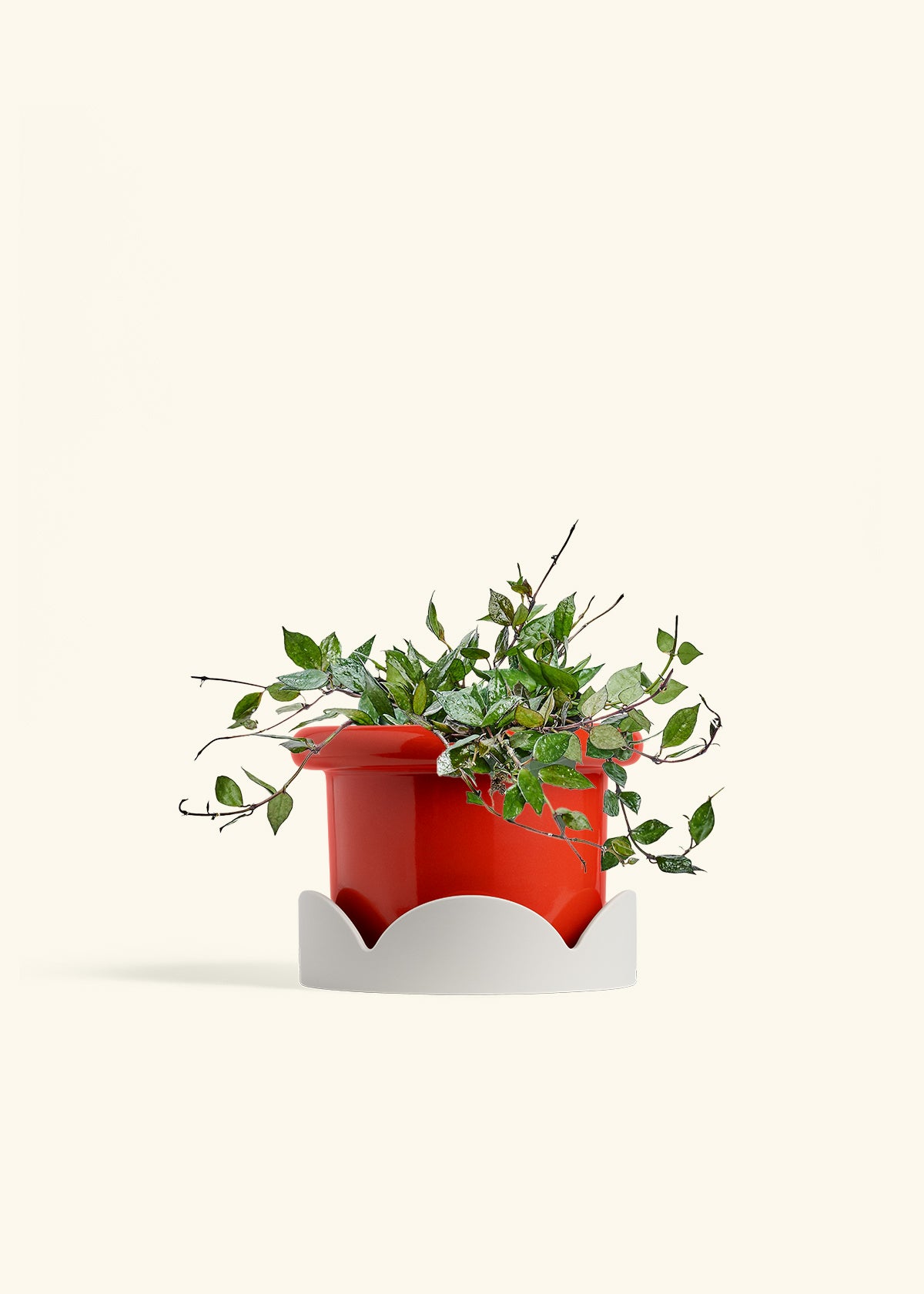Hoya Black in a 6 inches Fat Lip Red Planter in a Oat Petal Drip Tray