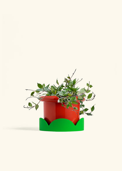 Hoya Black in a 6 inches Fat Lip Red Planter in a Shamrock Petal Drip Tray