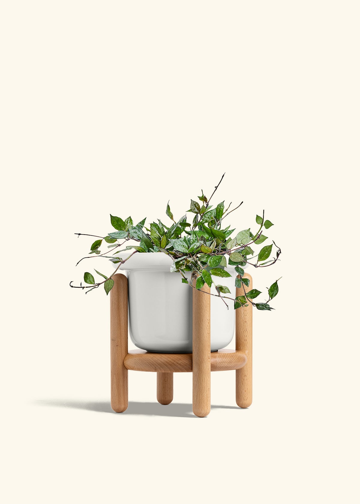 Hoya Black in a 6 inches Fat Lip White Planter in a Beech Wood Stand