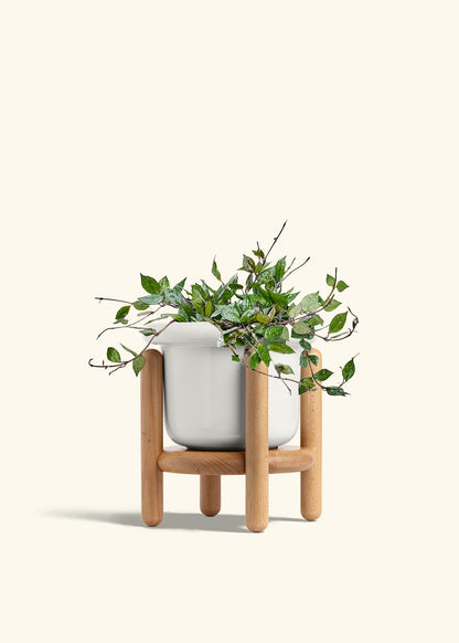 Hoya Black in a 6 inches Fat Lip White Planter in a Beech Wood Stand