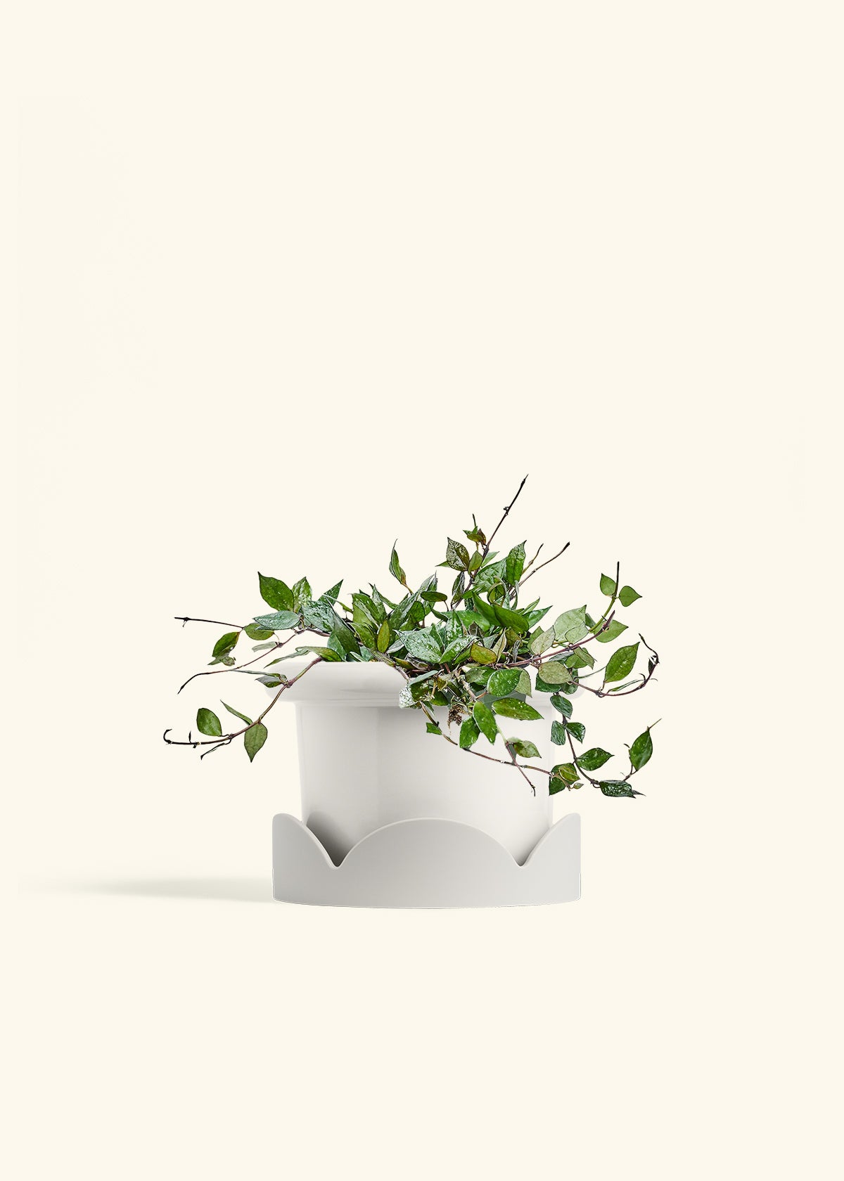 Hoya Black in a 6 inches Fat Lip White Planter in a Oat Petal Drip Tray