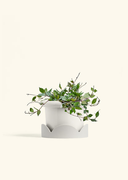 Hoya Black in a 6 inches Fat Lip White Planter in a Oat Petal Drip Tray