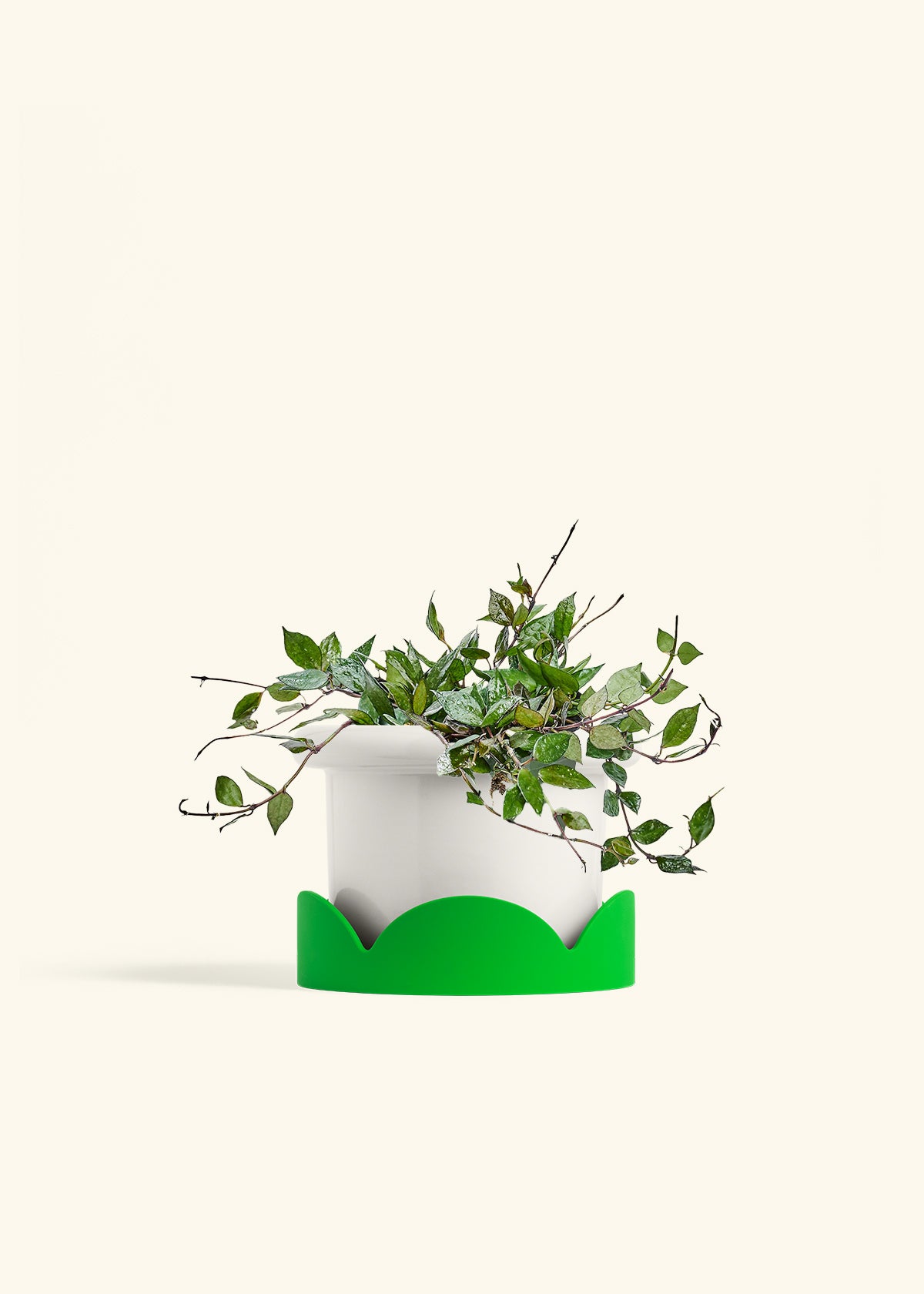 Hoya Black in a 6 inches Fat Lip White Planter in a Shamrock Petal Drip Tray