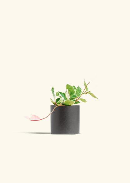 Hoya Krimson Queen in a 4 inches Charcoal Classic Cylinder Planter 