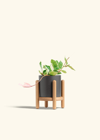 Hoya Krimson Queen in a 4 inches Charcoal Classic Cylinder Planter in a Beech Wood Stand