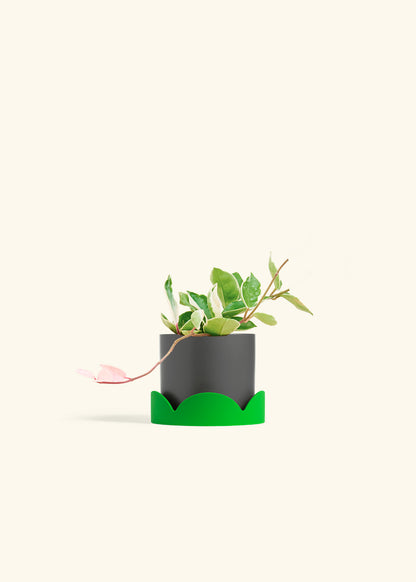 Hoya Krimson Queen in a 4 inches Charcoal Classic Cylinder Planter in a Shamrock Petal Drip Tray