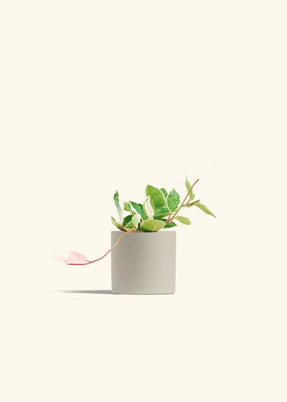 Hoya Krimson Queen in a 4 inches Oat Classic Cylinder Planter 