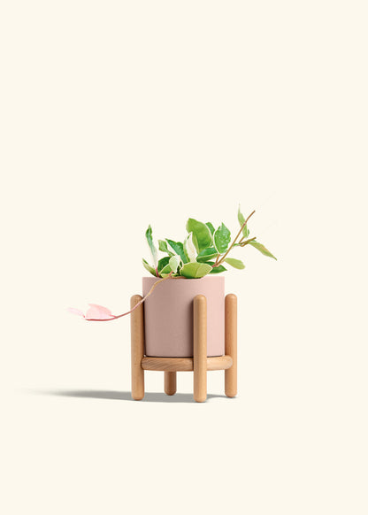 Hoya Krimson Queen in a 4 inches Pink Classic Cylinder Planter in a Beech Wood Stand
