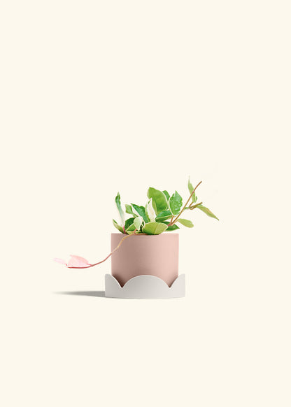 Hoya Krimson Queen in a 4 inches Pink Classic Cylinder Planter in a Oat Petal Drip Tray