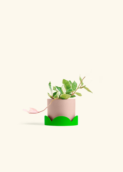 Hoya Krimson Queen in a 4 inches Pink Classic Cylinder Planter in a Shamrock Petal Drip Tray