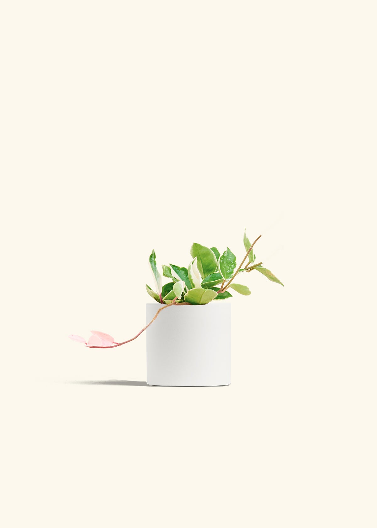 Hoya Krimson Queen in a 4 inches White Classic Cylinder Planter 
