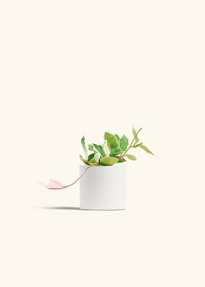 Hoya Krimson Queen in a 4 inches White Classic Cylinder Planter 