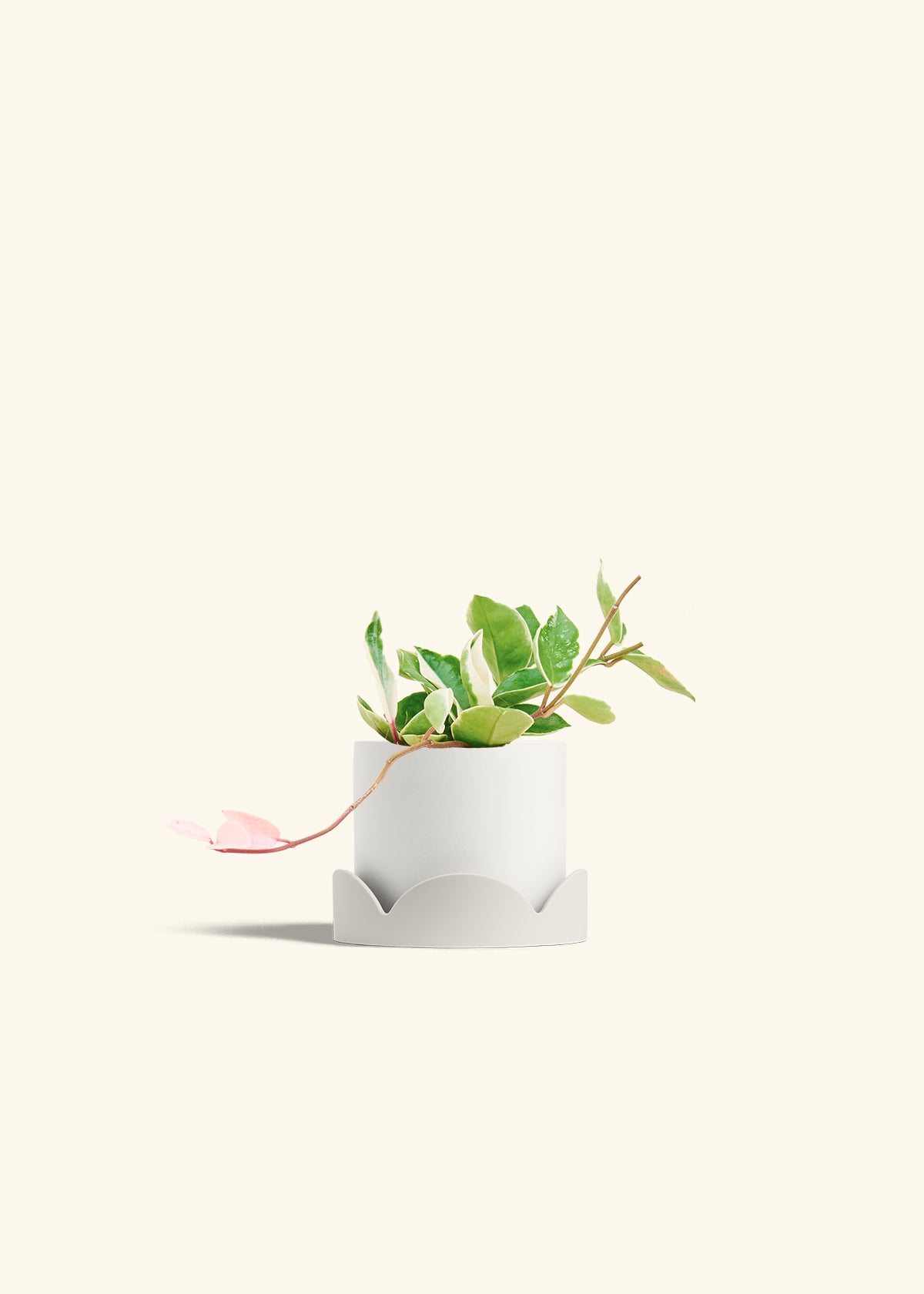 Hoya Krimson Queen in a 4 inches White Classic Cylinder Planter in a Oat Petal Drip Tray