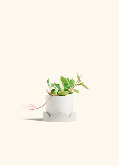 Hoya Krimson Queen in a 4 inches White Classic Cylinder Planter in a Oat Petal Drip Tray
