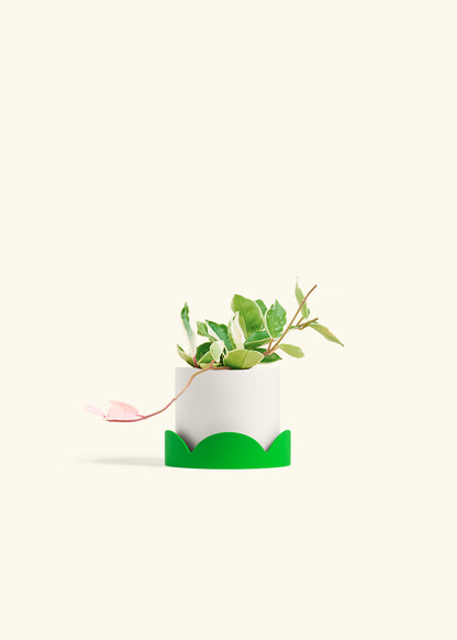 Hoya Krimson Queen in a 4 inches White Classic Cylinder Planter in a Shamrock Petal Drip Tray