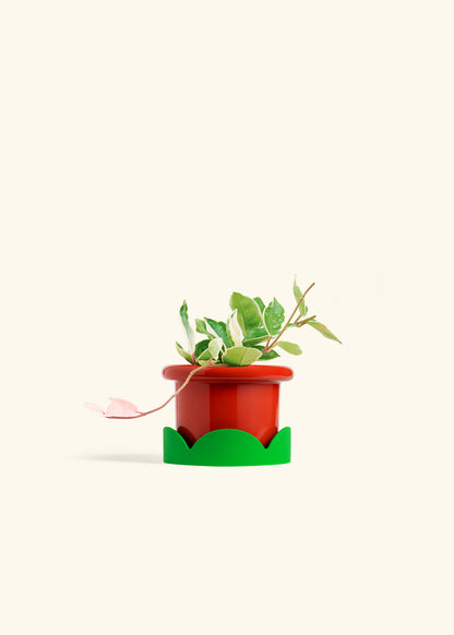 Hoya Krimson Queen in a 4 inches Fat Lip Red Planter in a Shamrock Petal Drip Tray