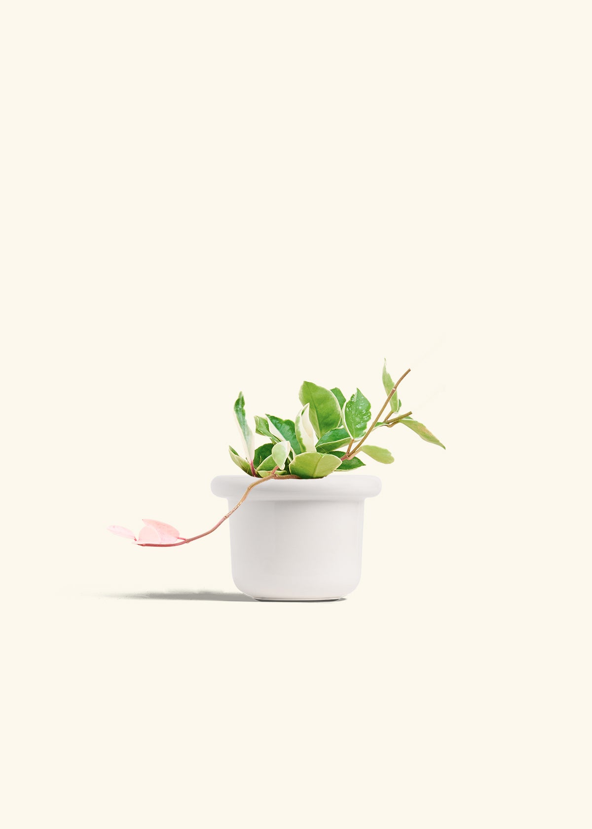 Hoya Krimson Queen in a 4 inches Fat Lip White Planter 