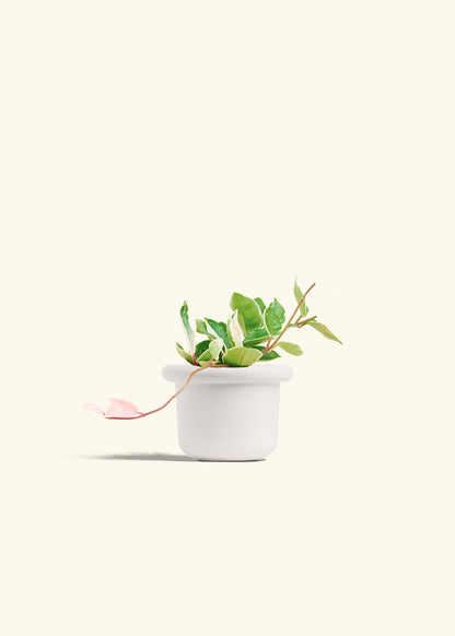 Hoya Krimson Queen in a 4 inches Fat Lip White Planter 