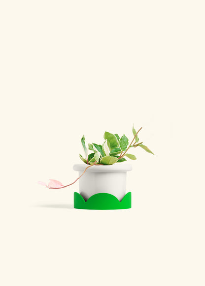 Hoya Krimson Queen in a 4 inches Fat Lip White Planter in a Shamrock Petal Drip Tray
