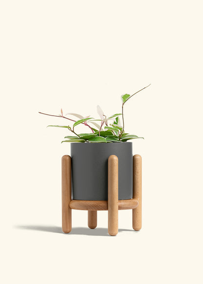 Hoya Krimson Queen in a 6 inches Charcoal Classic Cylinder Planter in a Beech Wood Stand