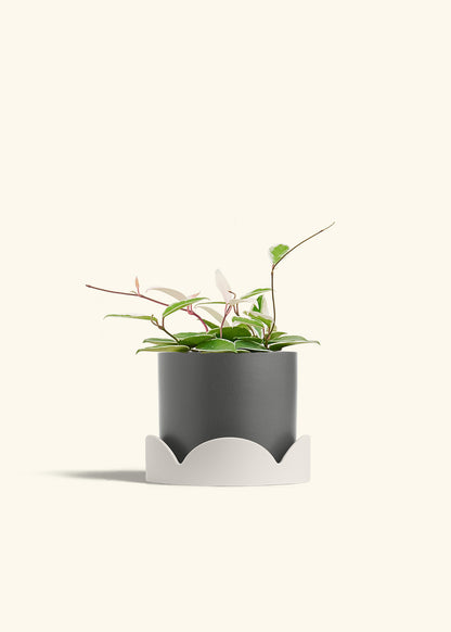 Hoya Krimson Queen in a 6 inches Charcoal Classic Cylinder Planter in a Oat Petal Drip Tray