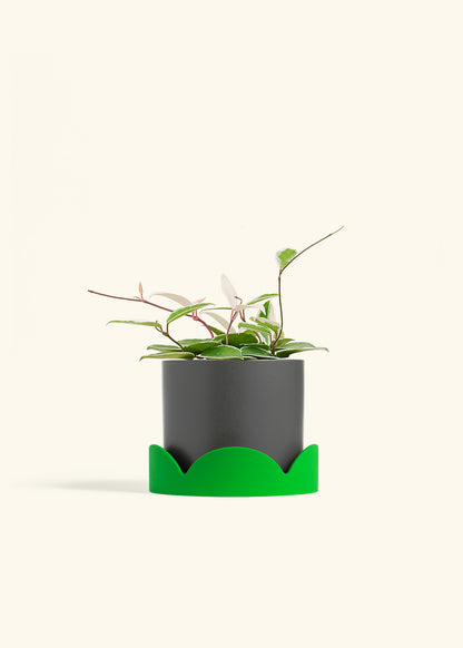 Hoya Krimson Queen in a 6 inches Charcoal Classic Cylinder Planter in a Shamrock Petal Drip Tray