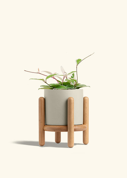 Hoya Krimson Queen in a 6 inches Oat Classic Cylinder Planter in a Beech Wood Stand
