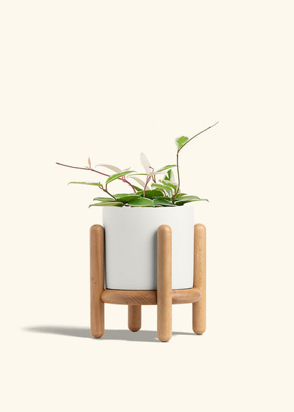 Hoya Krimson Queen in a 6 inches White Classic Cylinder Planter in a Beech Wood Stand