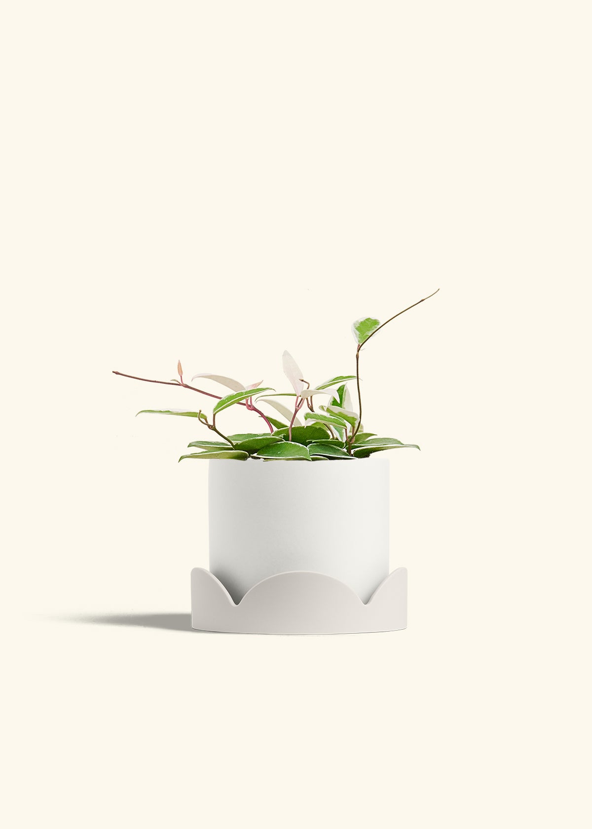 Hoya Krimson Queen in a 6 inches White Classic Cylinder Planter in a Shamrock Petal Drip Tray