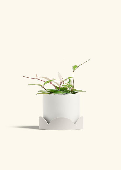 Hoya Krimson Queen in a 6 inches White Classic Cylinder Planter in a Shamrock Petal Drip Tray