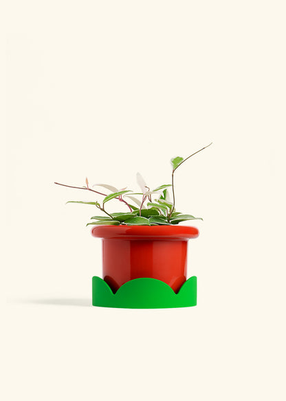 Hoya Krimson Queen in a 6 inches Fat Lip Red Planter in a Shamrock Petal Drip Tray