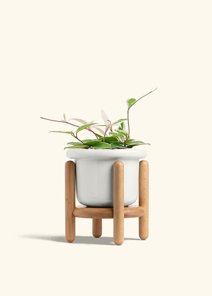 Hoya Krimson Queen in a 6 inches Fat Lip White Planter in a Beech Wood Stand