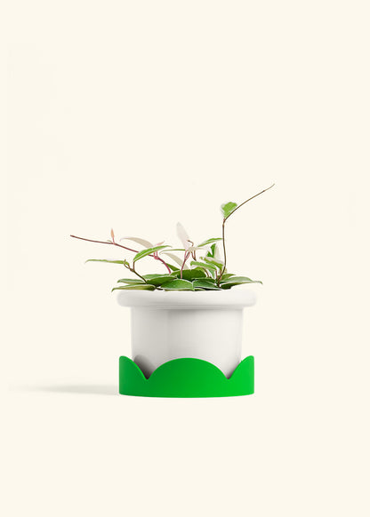 Hoya Krimson Queen in a 6 inches Fat Lip White Planter in a Shamrock Petal Drip Tray