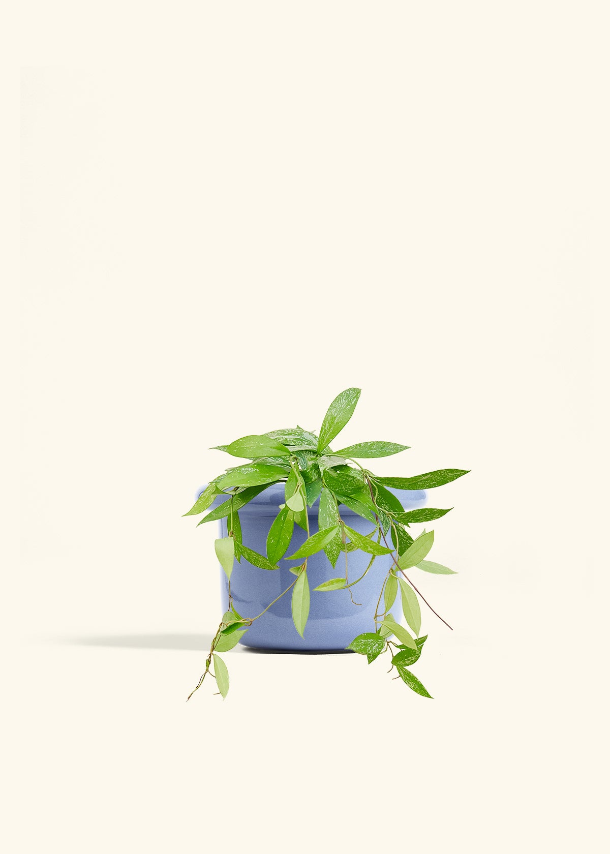 Hoya Silver Splash in a 6 inches Fat Lip Blue Planter 