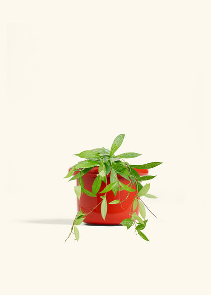 Hoya Silver Splash in a 6 inches Fat Lip Red Planter 