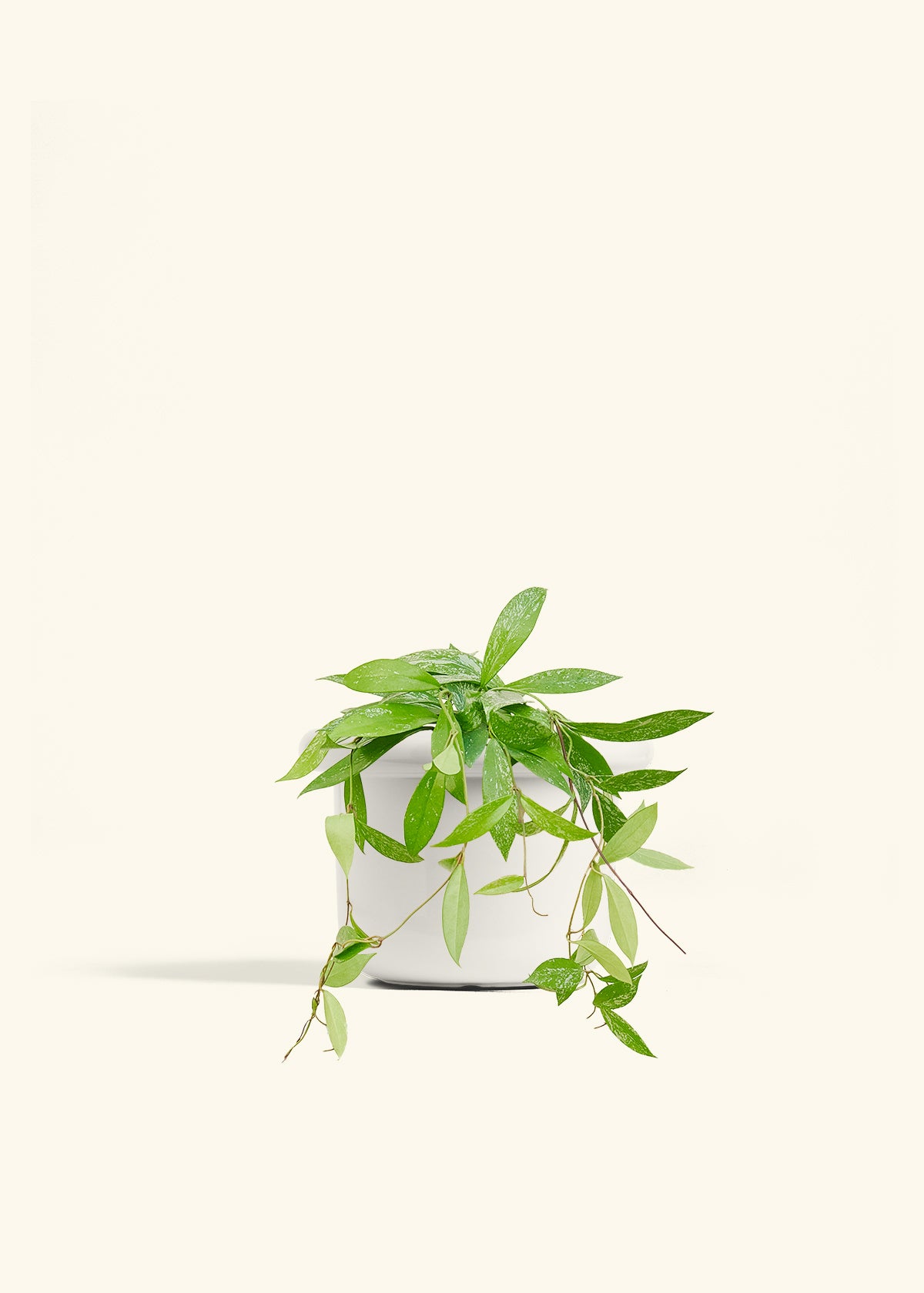 Hoya Silver Splash in a 6 inches Fat Lip White Planter 