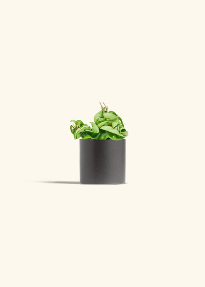 Hindu Rope Plant in a 4 inches Pink Classic Cylinder Planter in a Beech Wood Stand