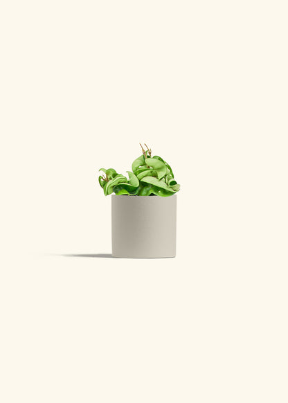 Hindu Rope Plant in a 4 inches Charcoal Classic Cylinder Planter in a Beech Wood Stand