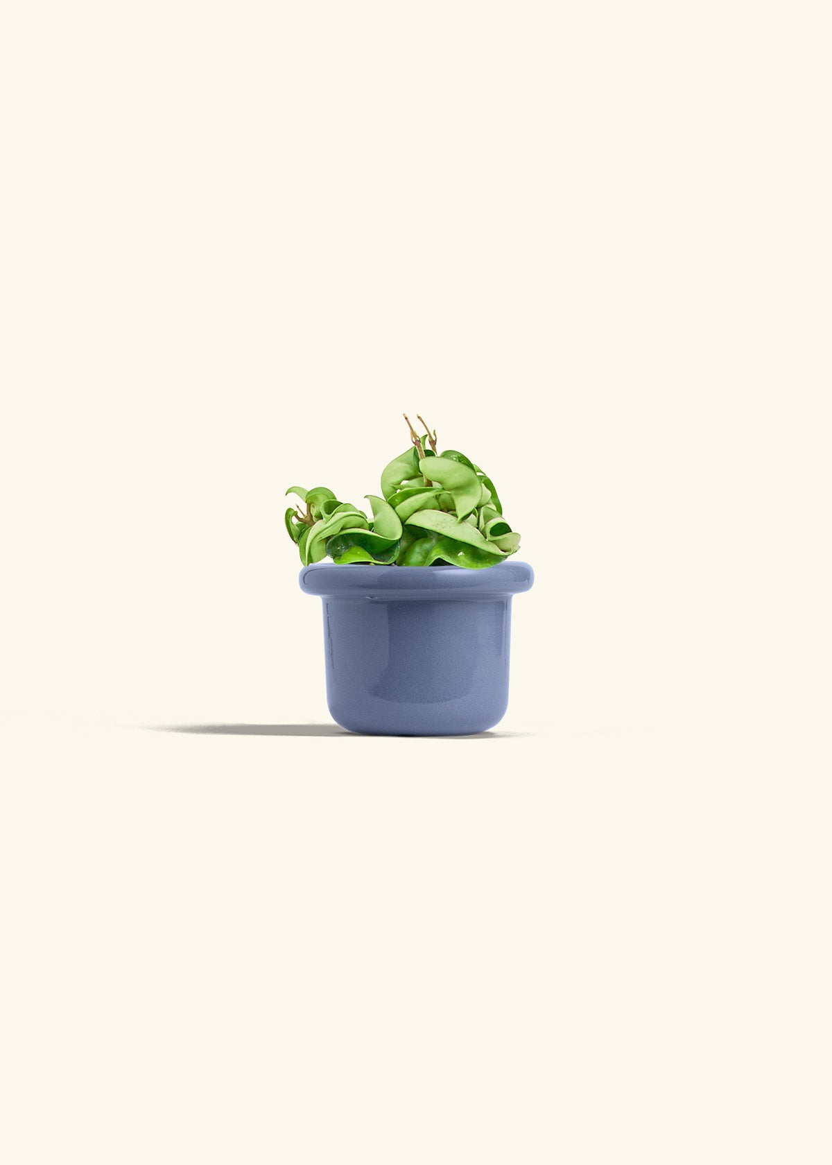 Hindu Rope Plant in a 4 inches Fat Lip White Planter in a Beech Wood Stand