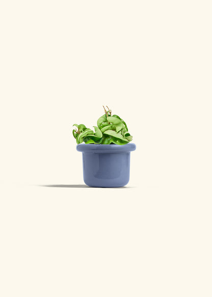 Hindu Rope Plant in a 4 inches Fat Lip White Planter in a Beech Wood Stand