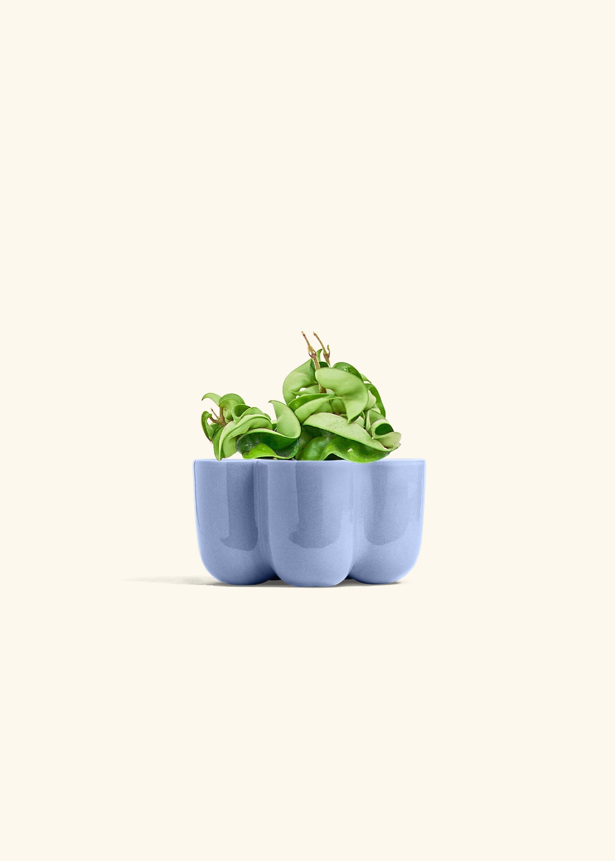 Hindu Rope Plant in a 4 inches in a Oat Petal Planter