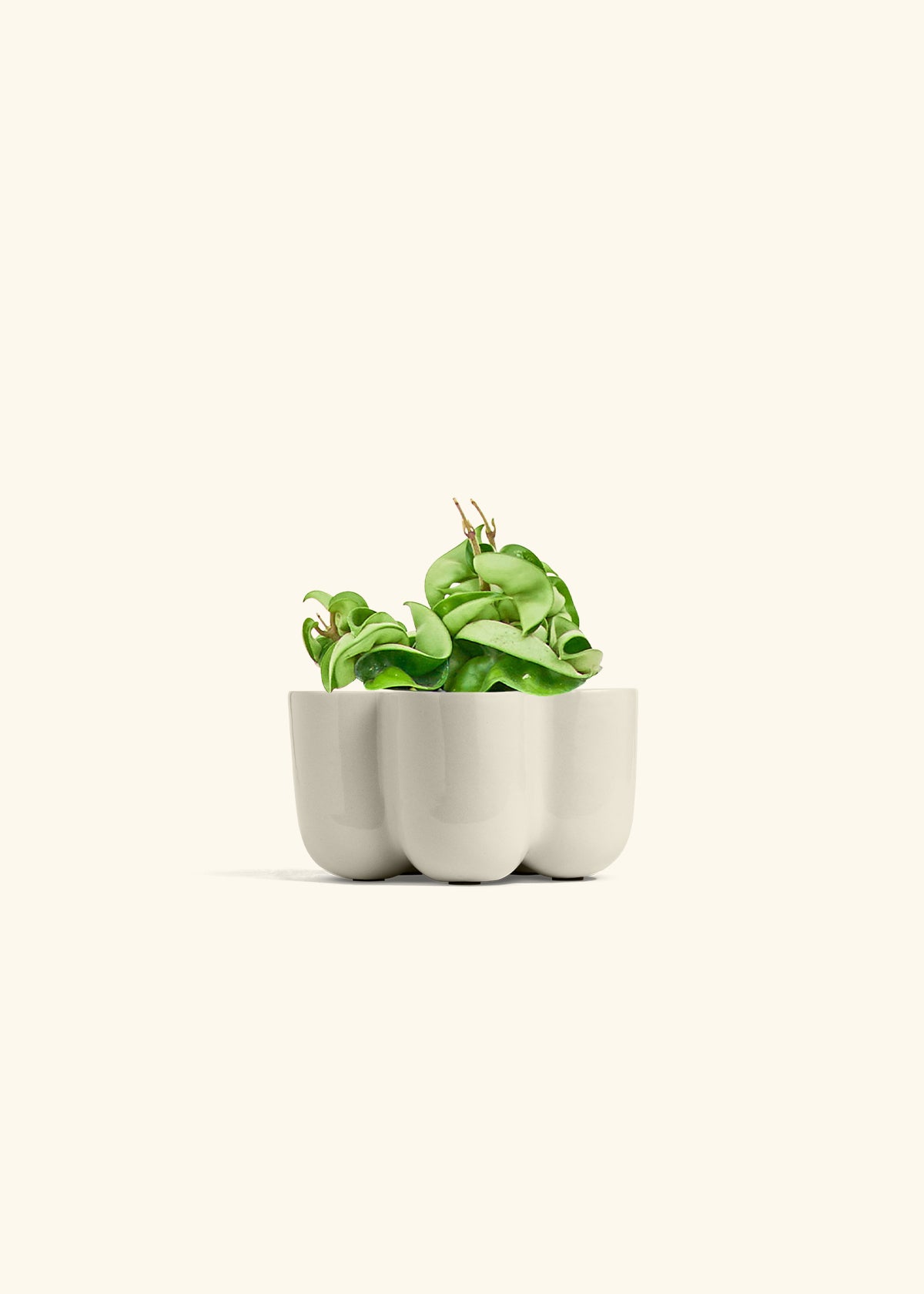 Hindu Rope Plant in a 4 inches Oat Classic Cylinder Planter in a Beech Wood Stand