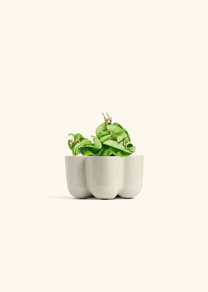 Hindu Rope Plant in a 4 inches Oat Classic Cylinder Planter in a Beech Wood Stand