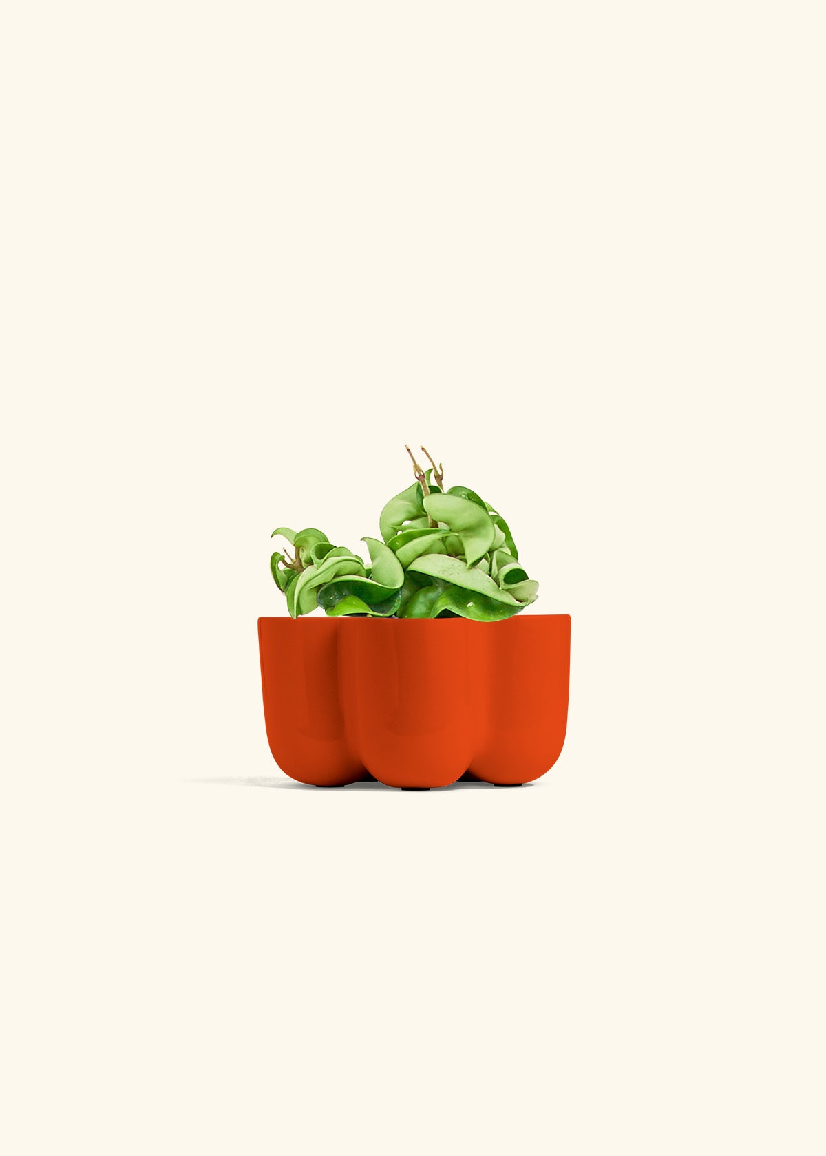 Hindu Rope Plant in a 4 inches in a Blue Petal Planter