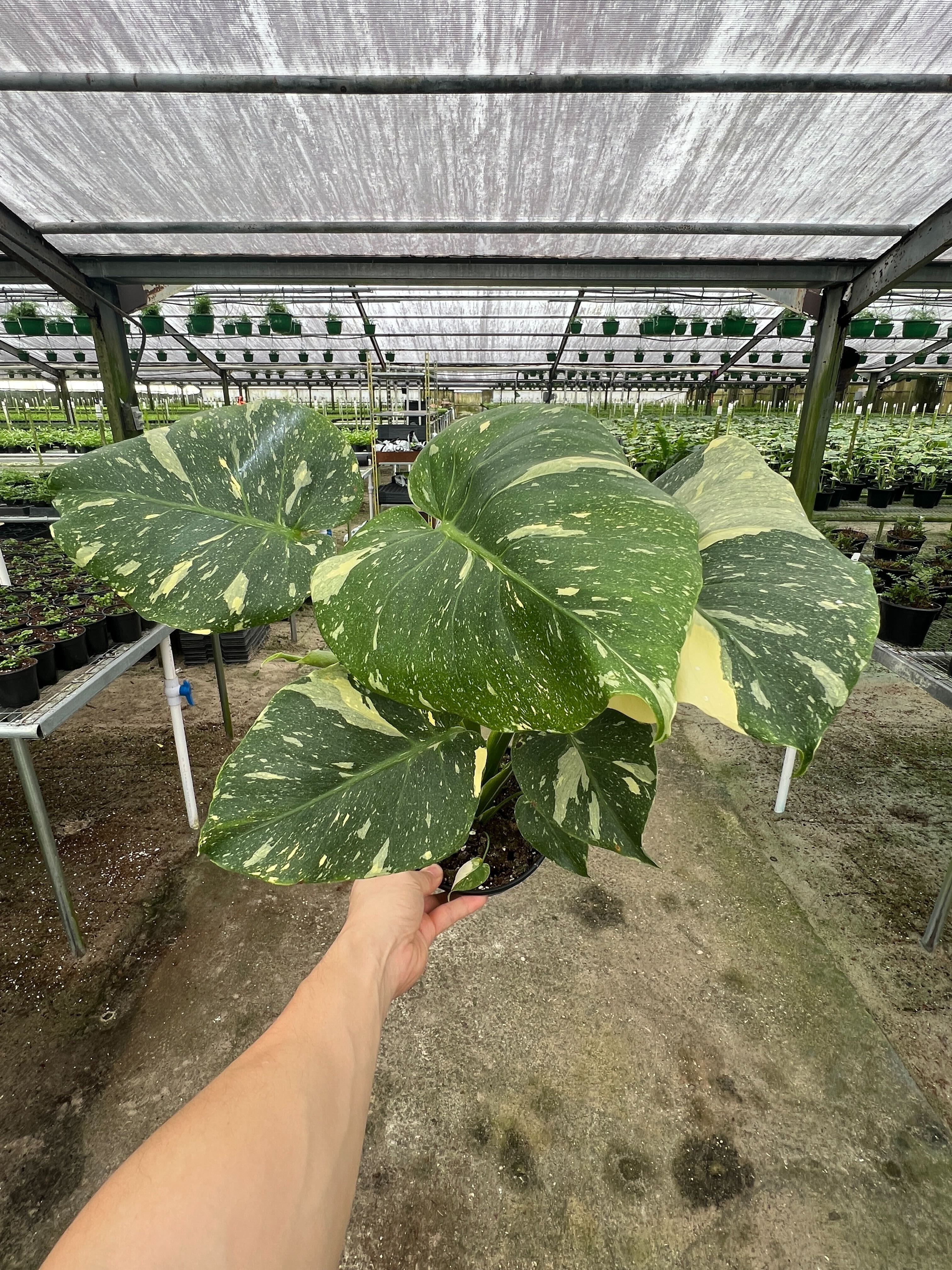 Medium Monstera 'Thai Constellation' (Monstera deliciosa Medium Monstera 'Thai Constellation' (Monstera deliciosa