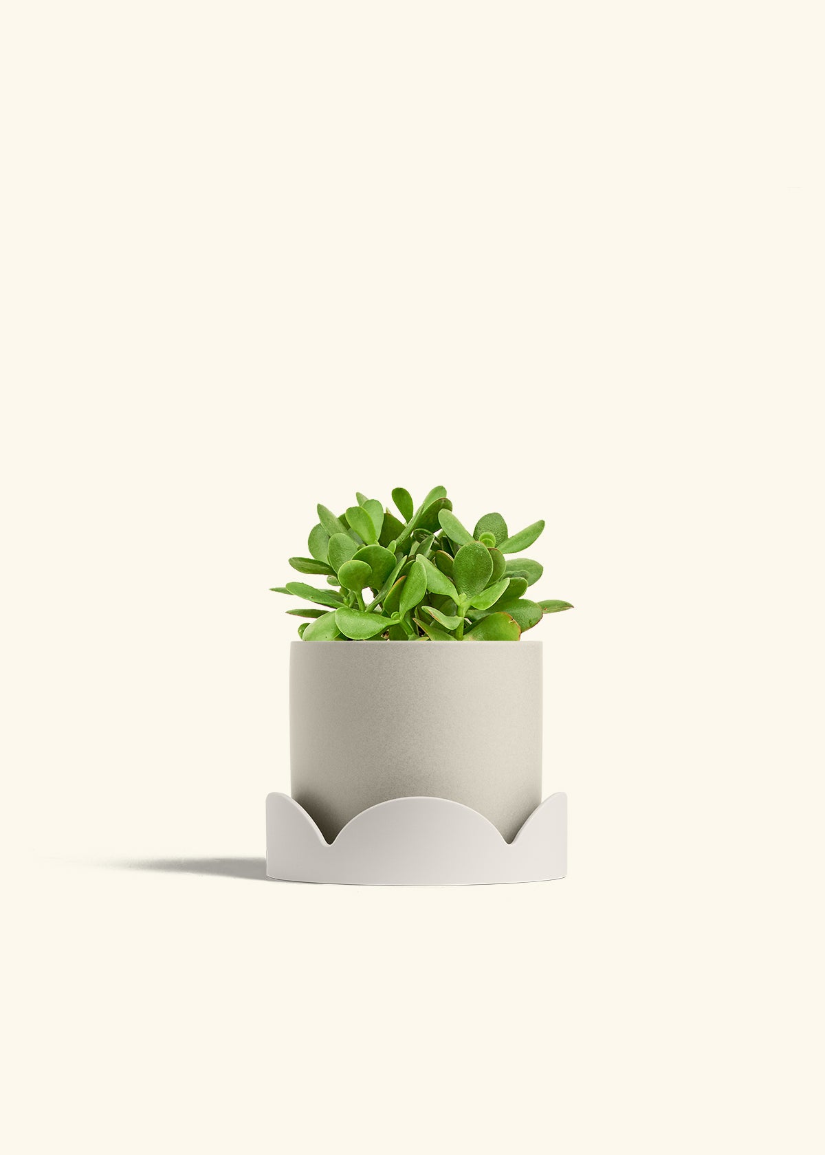 Jade Plant in a 6 inches Oat Classic Cylinder Planter in a Oat Petal Drip Tray