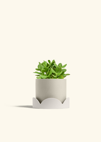 Jade Plant in a 6 inches Oat Classic Cylinder Planter in a Oat Petal Drip Tray