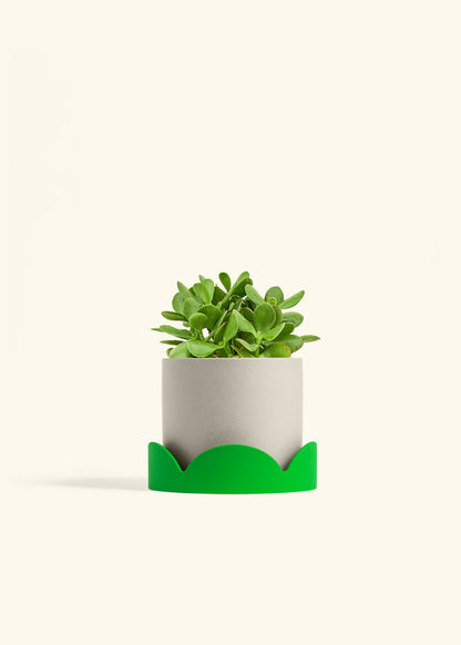 Jade Plant in a 6 inches Oat Classic Cylinder Planter in a Shamrock Petal Drip Tray